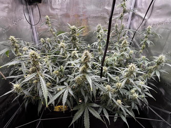Strawberry Banana Auto 🌱💚. Week 10