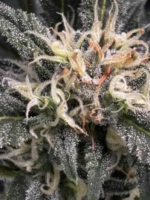 Strawberry Banana Auto 🌱💚. Week 10