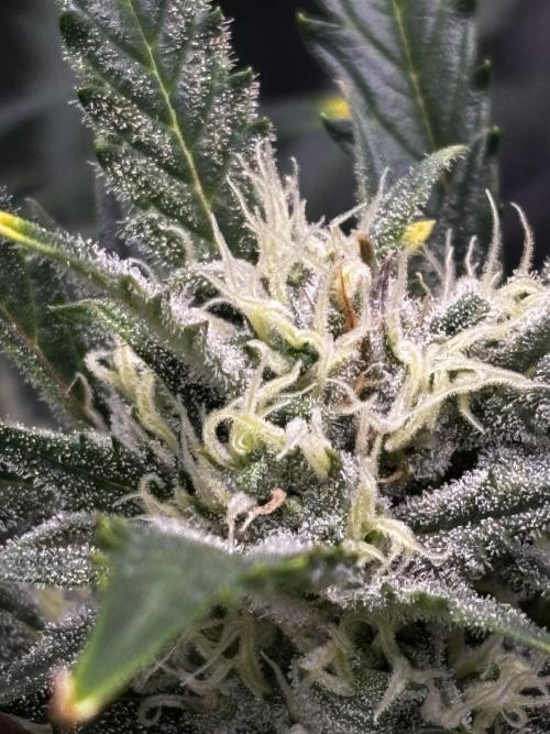 Strawberry Banana Auto 🌱💚. Week 10