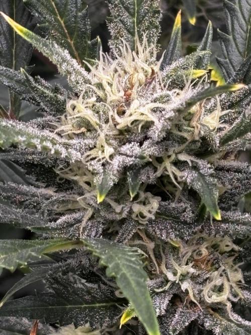 Strawberry Banana Auto 🌱💚. Week 10