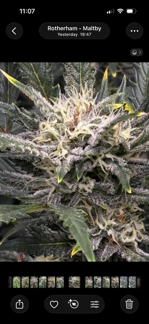 Strawberry Banana Auto 🌱💚. Week 10