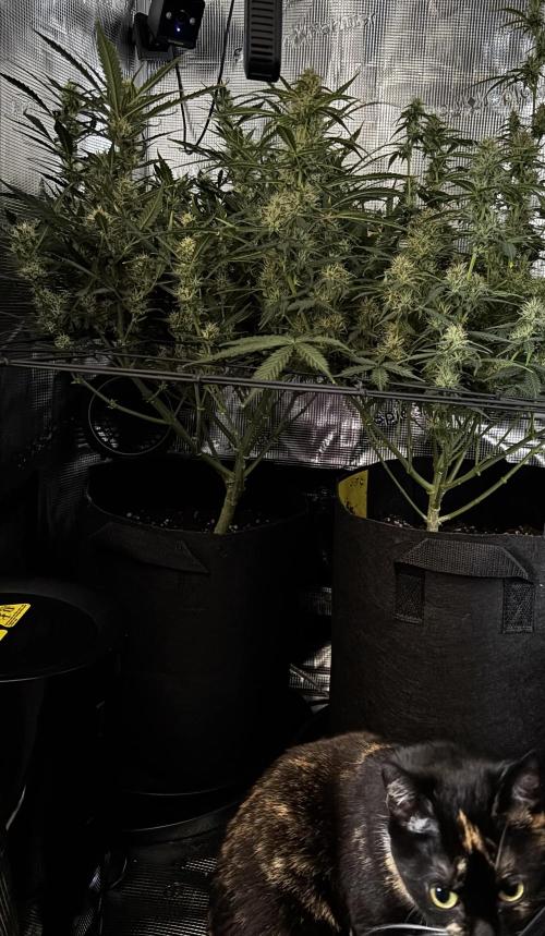 Strawberry Banana Auto 🌱💚. Week 10