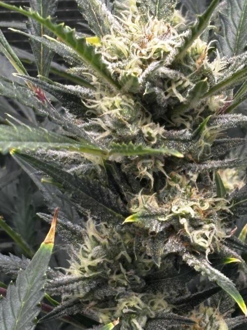 Strawberry Banana Auto 🌱💚. Week 10