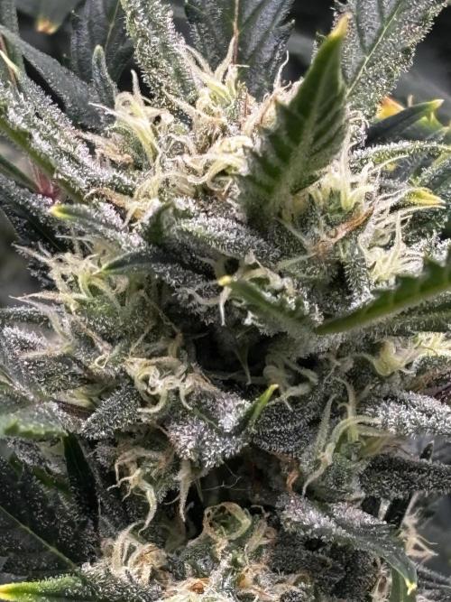 Strawberry Banana Auto 🌱💚. Week 10