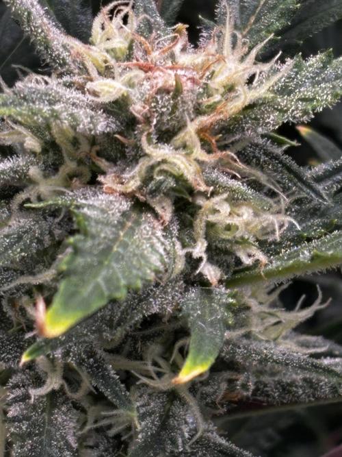 Strawberry Banana Auto 🌱💚. Week 10