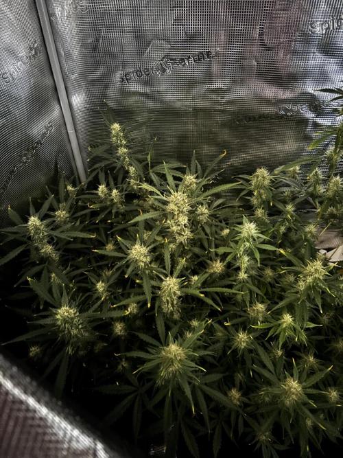 Strawberry Banana Auto 🌱💚. Week 10