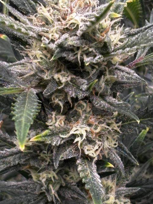Strawberry Banana Auto 🌱💚. Week 10