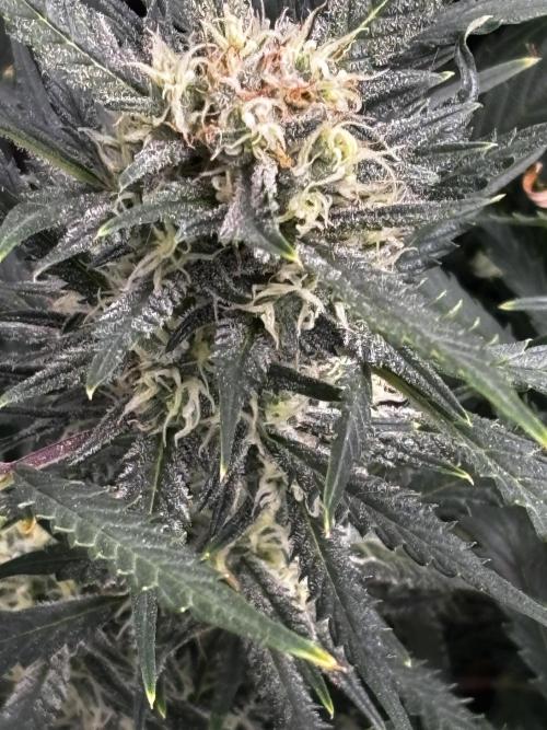 Strawberry Banana Auto 🌱💚. Week 10