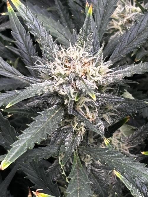 Strawberry Banana Auto 🌱💚. Week 10