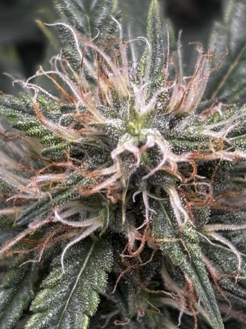 Northern Lights Auto Doc 🌱. Week 10