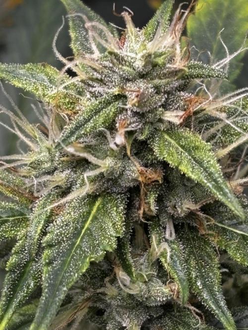 Northern Lights Auto Doc 🌱. Week 10