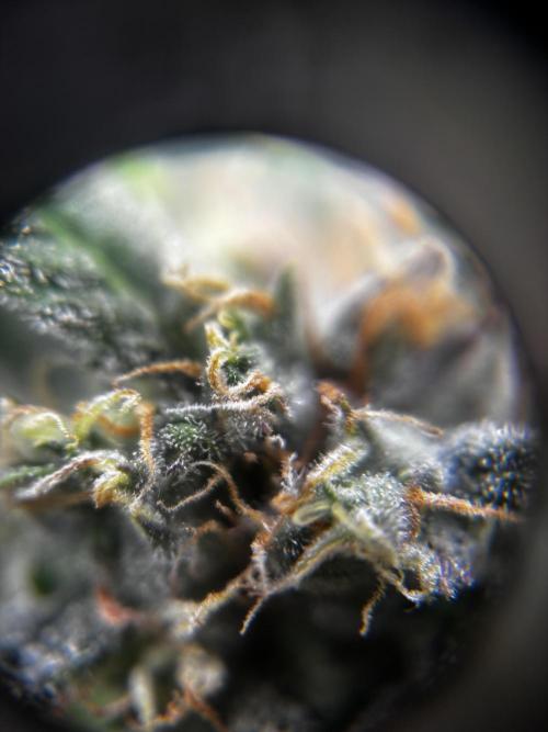 Northern Lights Auto Doc 🌱. Week 10