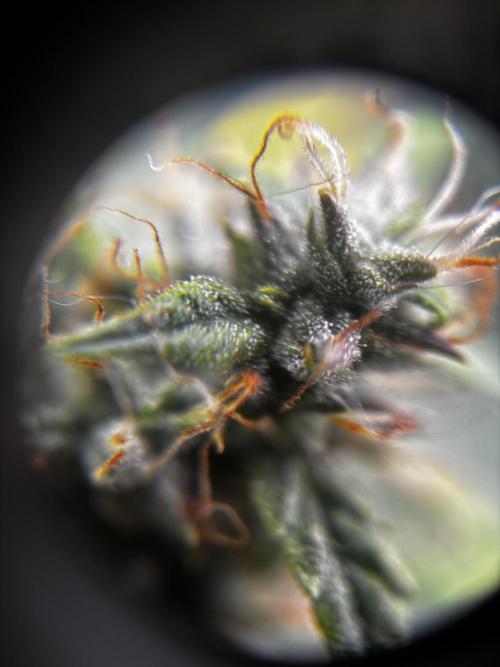 Northern Lights Auto Doc 🌱. Week 10