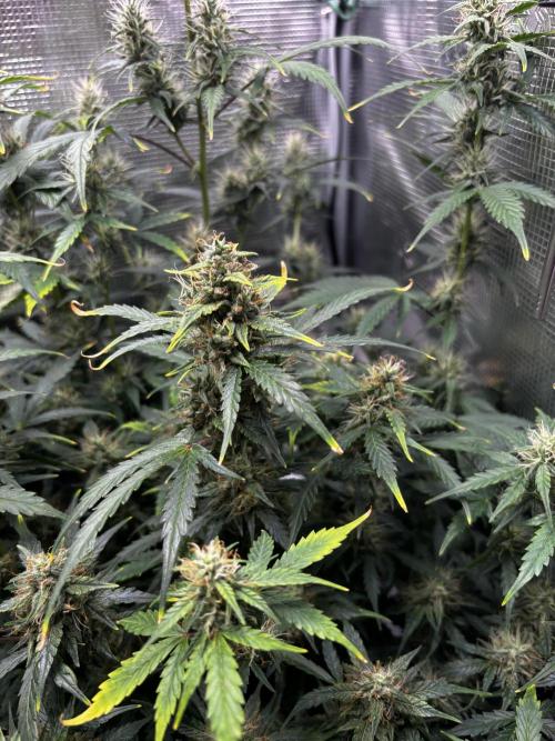 Northern Lights Auto Doc 🌱. Week 10