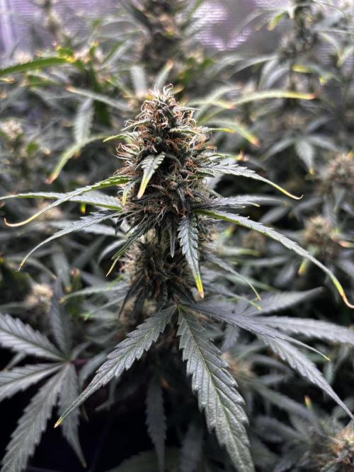 Northern Lights Auto Doc 🌱. Week 10