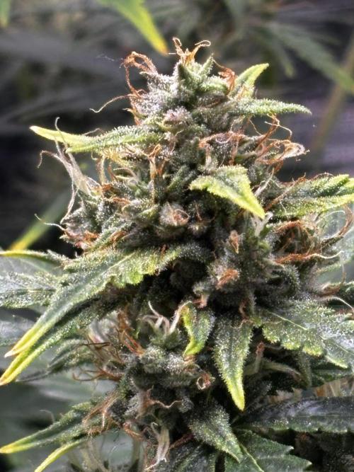 Northern Lights Auto Doc 🌱. Week 10
