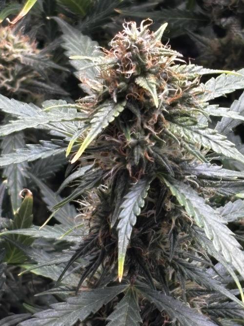 Northern Lights Auto Doc 🌱. Week 10