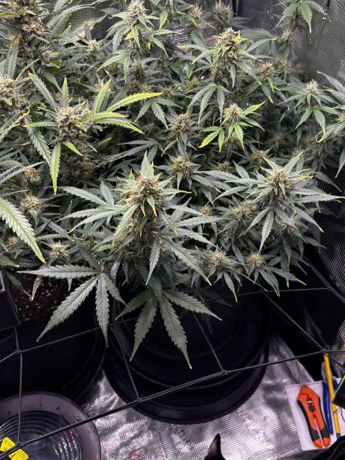 Northern Lights Auto Doc 🌱. Week 10