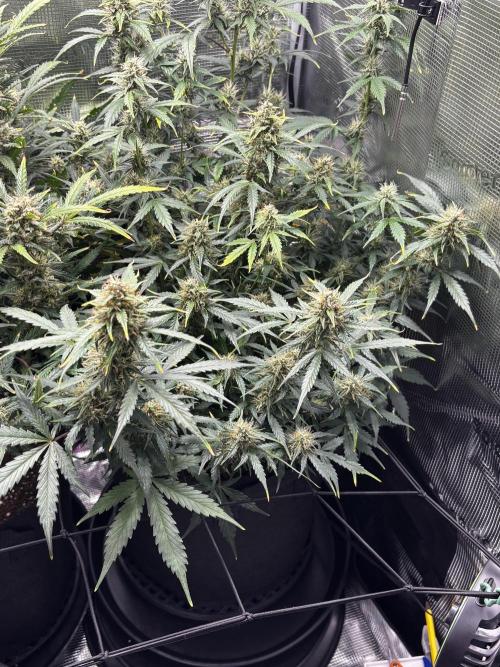 Northern Lights Auto Doc 🌱. Week 10