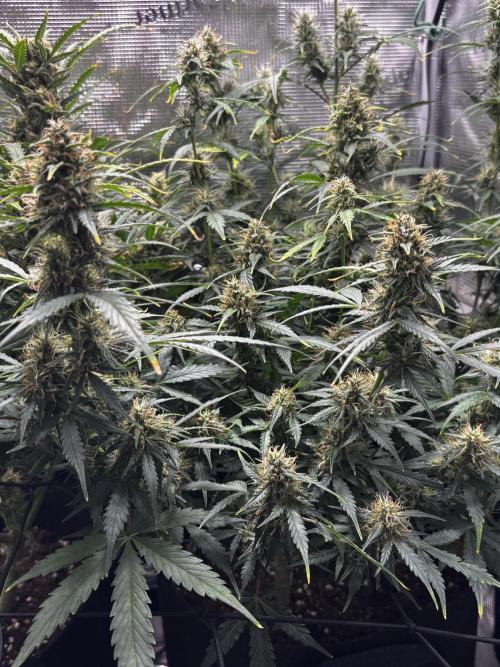 Northern Lights Auto Doc 🌱. Week 10