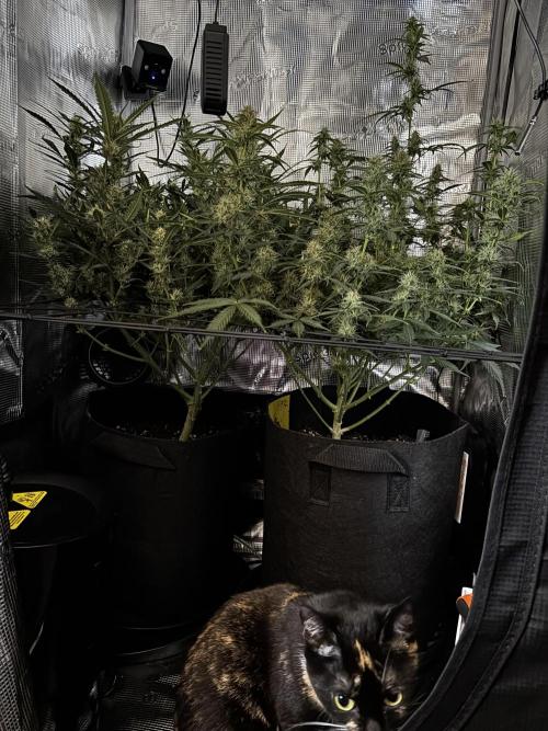 Northern Lights Auto Doc 🌱. Week 10
