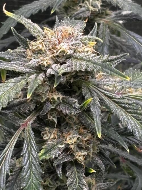 Strawberry Banana Auto 🌱💚. Week 11