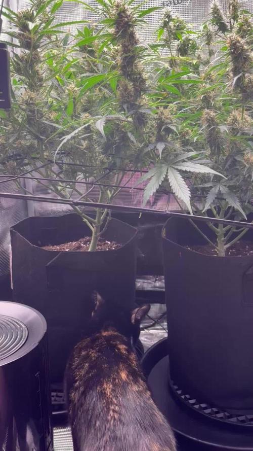 Strawberry Banana Auto 🌱💚