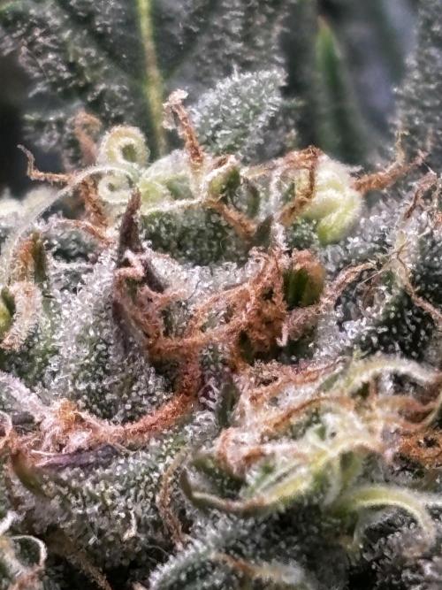 Strawberry Banana Auto 🌱💚. Week 11