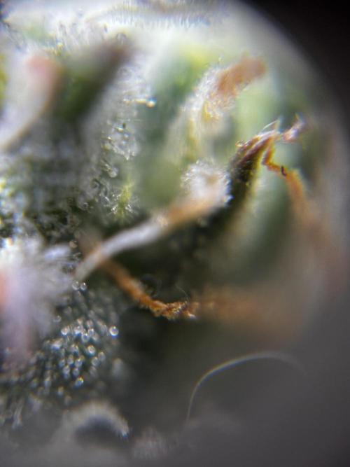 Strawberry Banana Auto 🌱💚. Week 11