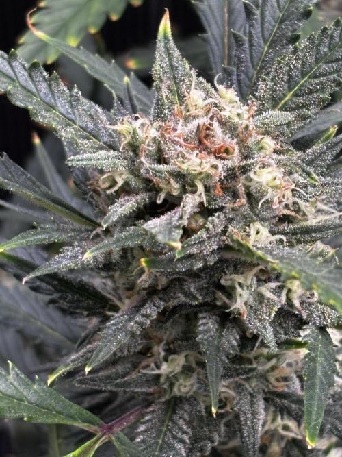 Strawberry Banana Auto 🌱💚. Week 11
