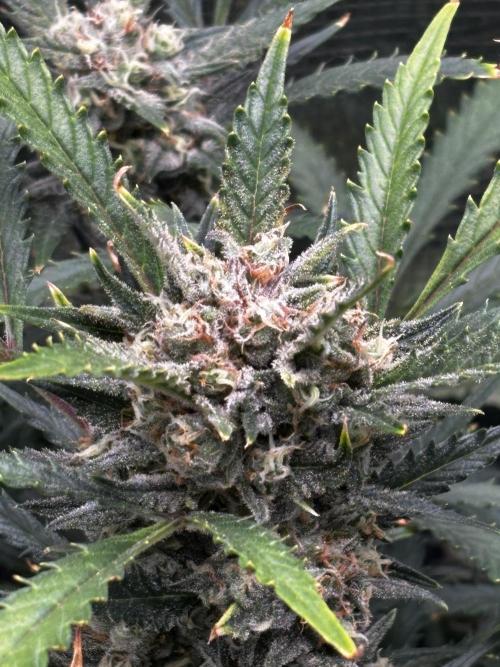 Strawberry Banana Auto 🌱💚. Week 11