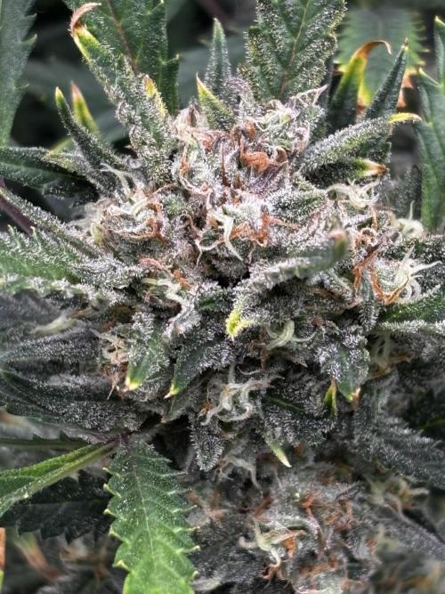 Strawberry Banana Auto 🌱💚. Week 11