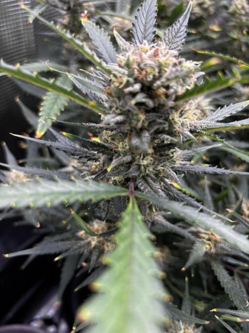 Strawberry Banana Auto 🌱💚. Week 11