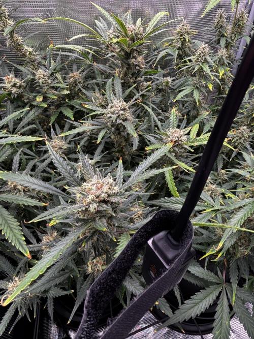 Strawberry Banana Auto 🌱💚. Week 11