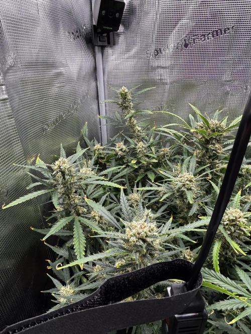 Strawberry Banana Auto 🌱💚. Week 11