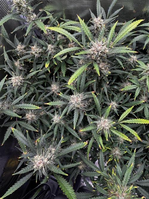 Strawberry Banana Auto 🌱💚. Week 11