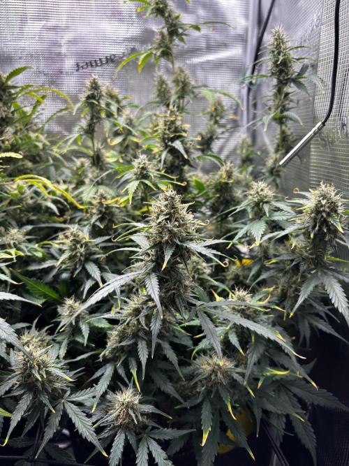 Northern Lights Auto Doc 🌱. Week 11