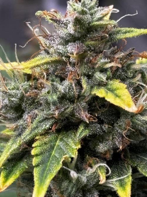 Northern Lights Auto Doc 🌱. Week 11