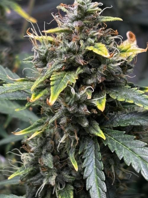 Northern Lights Auto Doc 🌱. Week 11