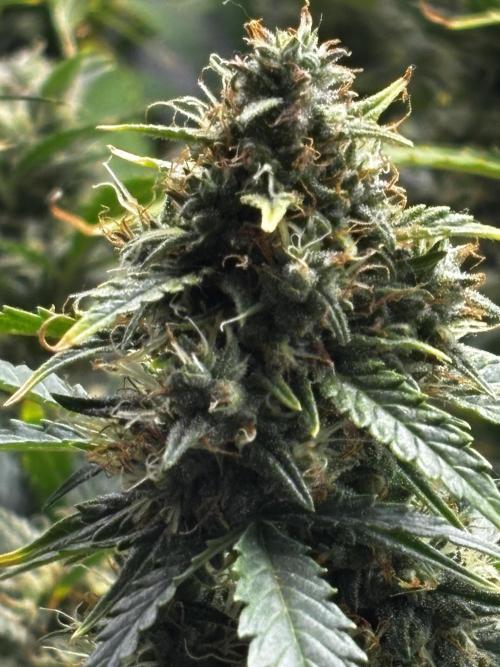 Northern Lights Auto Doc 🌱. Week 11