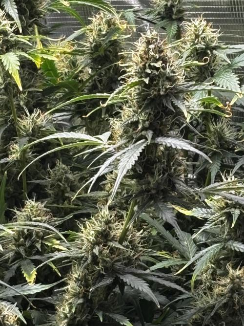 Northern Lights Auto Doc 🌱. Week 11