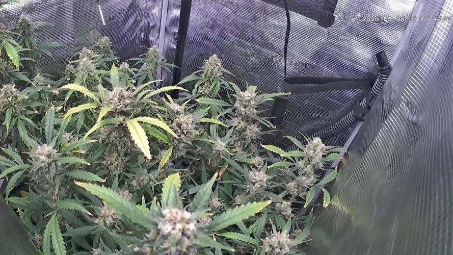 Strawberry Banana Auto 🌱💚