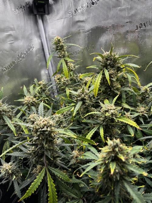 Strawberry Banana Auto 🌱💚. Week 12