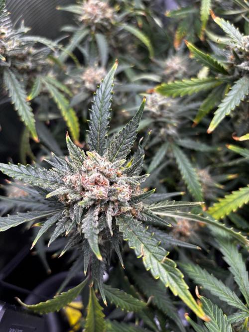 Strawberry Banana Auto 🌱💚. Week 12