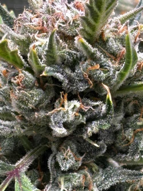 Strawberry Banana Auto 🌱💚. Week 12
