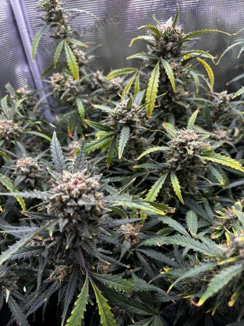 Strawberry Banana Auto 🌱💚. Week 12