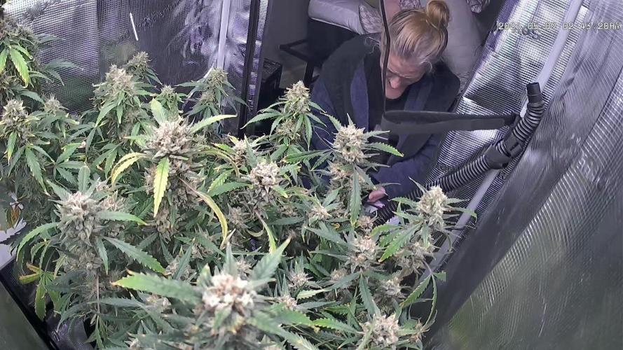 Strawberry Banana Auto 🌱💚