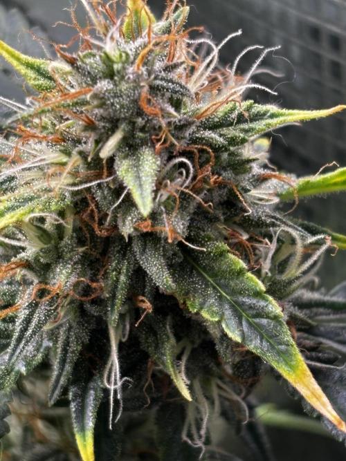 Northern Lights Auto Doc 🌱. Week 12