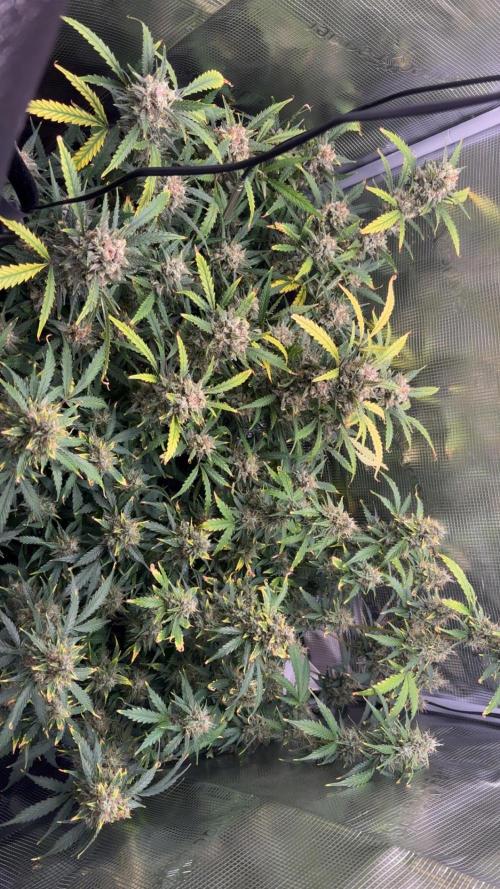Northern Lights Auto Doc 🌱. Week 12