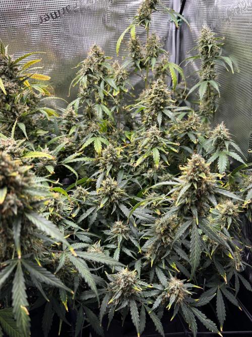 Northern Lights Auto Doc 🌱. Week 12